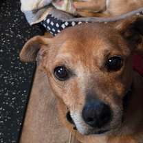 Thumbnail photo of Koko #1