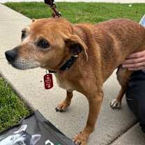 Thumbnail photo of Koko #4