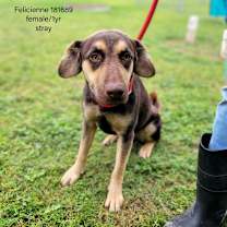 Thumbnail photo of Felicienne #3