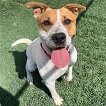 adopt-pet