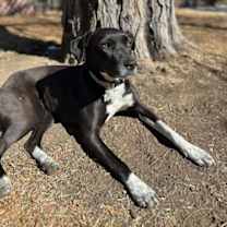 Thumbnail photo of Rowena #1