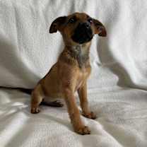 adopt-pet