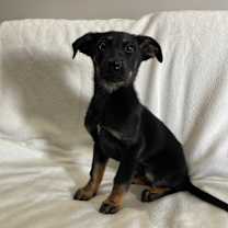 adopt-pet