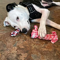 Thumbnail photo of Bella #1