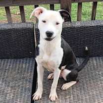 Thumbnail photo of Bella #2