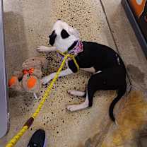 Thumbnail photo of Bella #4