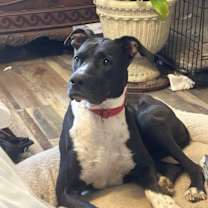 Thumbnail photo of Molly #2