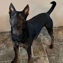 Thumbnail photo of Wrangler #3