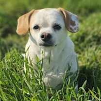 Thumbnail photo of Marge #1