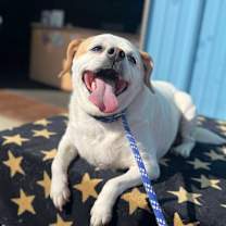 Thumbnail photo of Marge #2