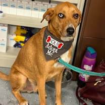 Thumbnail photo of Moses #3