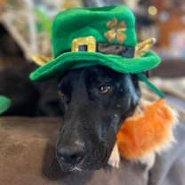 Thumbnail photo of Theodore #4