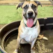 Thumbnail photo of Redburn #3