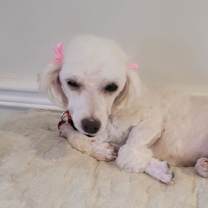 adopt-pet