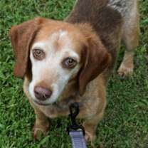 Thumbnail photo of Henry (bonded with Hank) #4