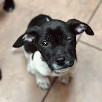 Thumbnail photo of Oaklee #3