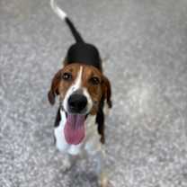 Thumbnail photo of Honey #1