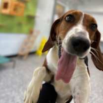 Thumbnail photo of Honey #2