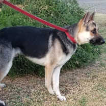 Thumbnail photo of RINGO #4