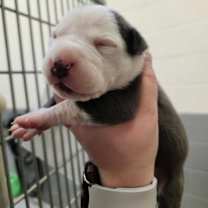 Thumbnail photo of Crunch #2