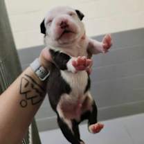 Thumbnail photo of Almond Joy #2