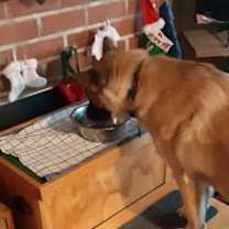 Thumbnail photo of Shadow Nose #4