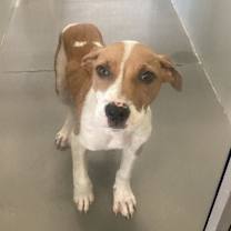 Thumbnail photo of Toby #2