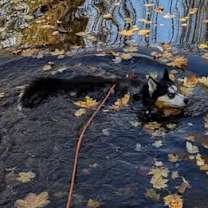 Thumbnail photo of Koda #3