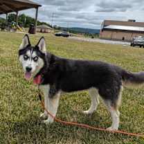 Thumbnail photo of Koda #4