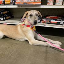 Thumbnail photo of Merle #1