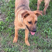 Thumbnail photo of Brooke KA #1