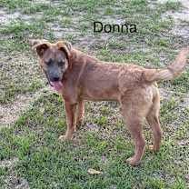 Thumbnail photo of Donna KA #3