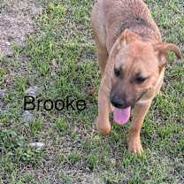 Thumbnail photo of Brooke KA #4