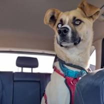 Thumbnail photo of Chip #3