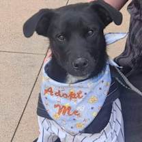 adopt-pet