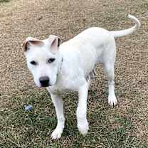 Thumbnail photo of Loki JuM #2