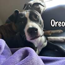 Thumbnail photo of Oreo #3
