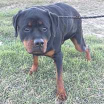 Thumbnail photo of Forte JuM #2