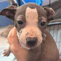 Thumbnail photo of Cruz SSP #2