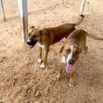 Thumbnail photo of Naveen #4