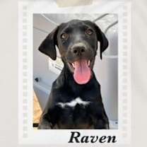 Thumbnail photo of Raven #3