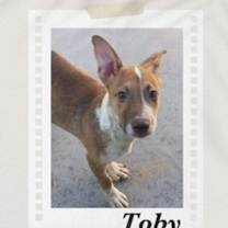 Thumbnail photo of Toby #3