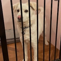 Thumbnail photo of Mallow #3