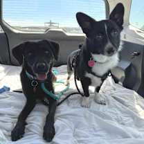 Thumbnail photo of Clover #3