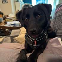 Thumbnail photo of Clover #4