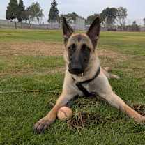 Thumbnail photo of Elle #2