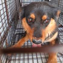 adopt-pet