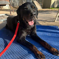 Thumbnail photo of Big Papa #1