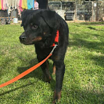 Thumbnail photo of Big Papa #3