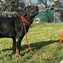 Thumbnail photo of Big Papa #4